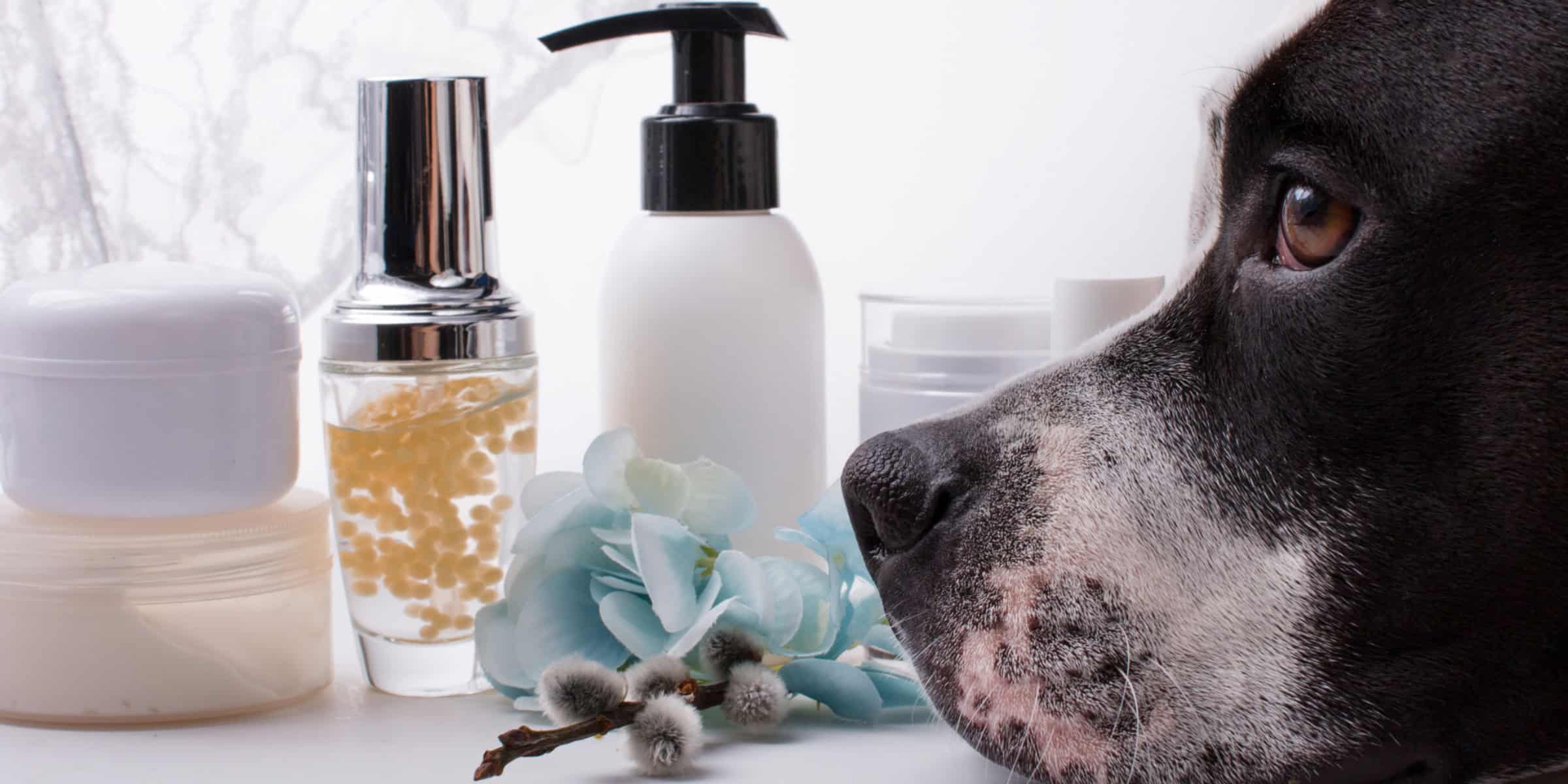 Aromatherapy dog