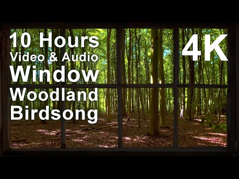 View through a window into a sunlit woodland with tall trees. Text on image reads: "10 Hours Video & Audio Window Woodland Birdsong 4K.