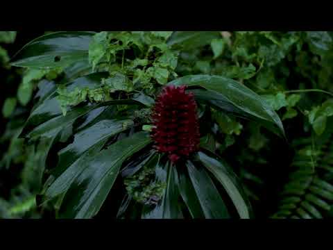 A red, cone shaped flower grows among large, glossy green leaves in a dense, wet jungle setting.