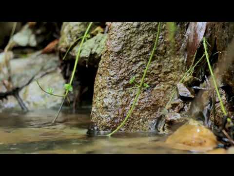 Close up of a stream with clear water flowing around rocks and small green plants growing along the edge.