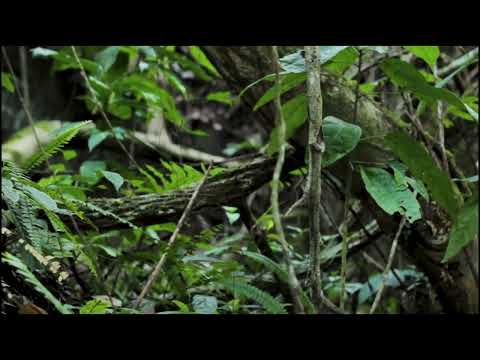Dense jungle vegetation with tangled vines, green leaves, and ferns covering the forest floor and background.