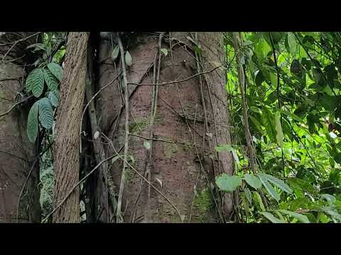 Close up of a tree trunk with vines and green leaves in a dense forest setting.