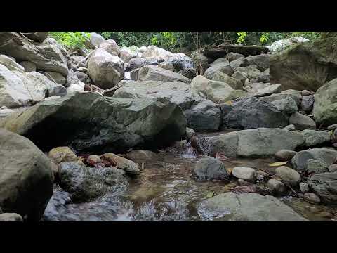 A rocky stream flows gently between large, uneven stones with green foliage in the background.