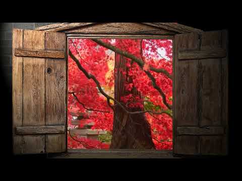 Open wooden window shutters frame a view of a tree with vibrant red autumn leaves outside.