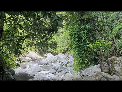 A rocky stream flows through a lush, green forest with dense vegetation and large boulders scattered along the water.