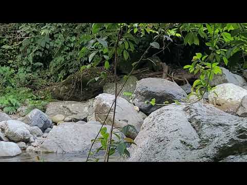 Large rocks and green foliage surround a small stream in a forested area, with branches and leaves in the foreground.
