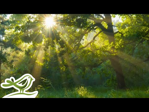 Sunlight streams through the branches of a large tree in a lush forest. In the lower left corner, there is a simple white bird graphic.