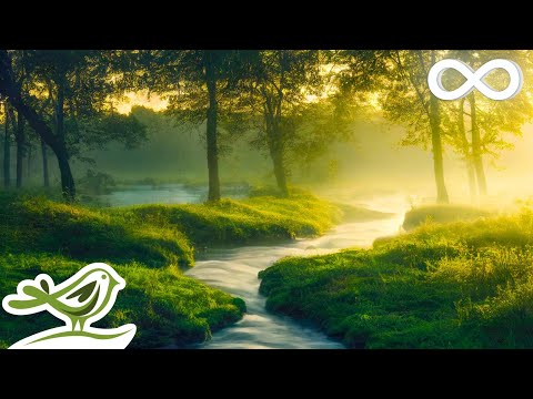 A serene stream flows through a sunlit, grassy forest with mist in the air. An infinity symbol and a bird icon are overlaid on the image.