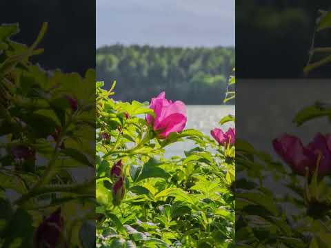 A pink flower blooms among green leaves with a body of water and forested shoreline in the background.