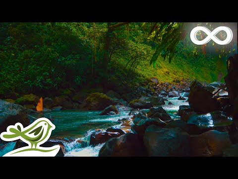 A lush green forest surrounds a rocky river with clear water flowing; a bird icon and infinity symbol are visible in the image corners.