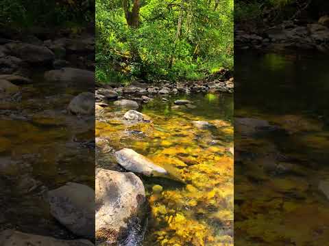 A clear stream flows over rocks in a forested area, with sunlight filtering through dense green foliage and reflecting on the water.
