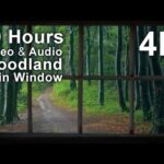 4K 10 hours – Rain Woodland Window – Stunning & Beautiful – relaxing, gentle, calming, projector