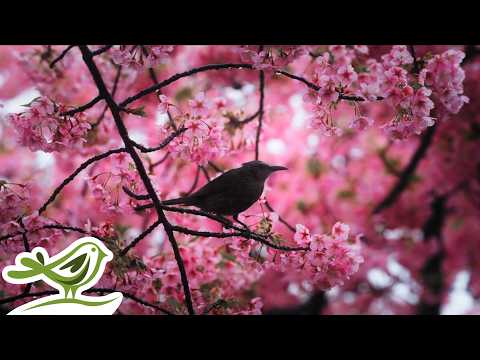 A bird perches on a branch of a tree covered in pink blossom, with a bird icon in the bottom left corner.