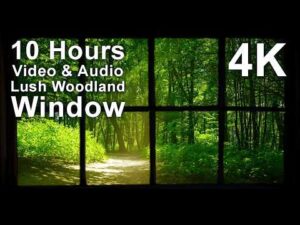A window frame looks out onto a sunlit, green woodland path with text overlay reading "10 Hours Video & Audio Lush Woodland Window 4K.