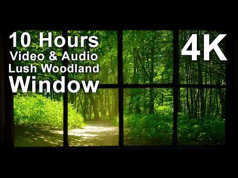 A window frame looks out onto a sunlit, green woodland path with text overlay reading "10 Hours Video & Audio Lush Woodland Window 4K.