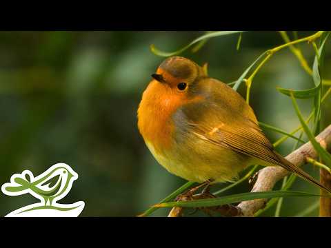 A small bird with an orange breast and brownish yellow feathers is perched on a branch among green foliage. A simple bird logo appears in the lower left corner.